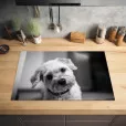 Protection plaque induction avec photo d'un chien thumbnail