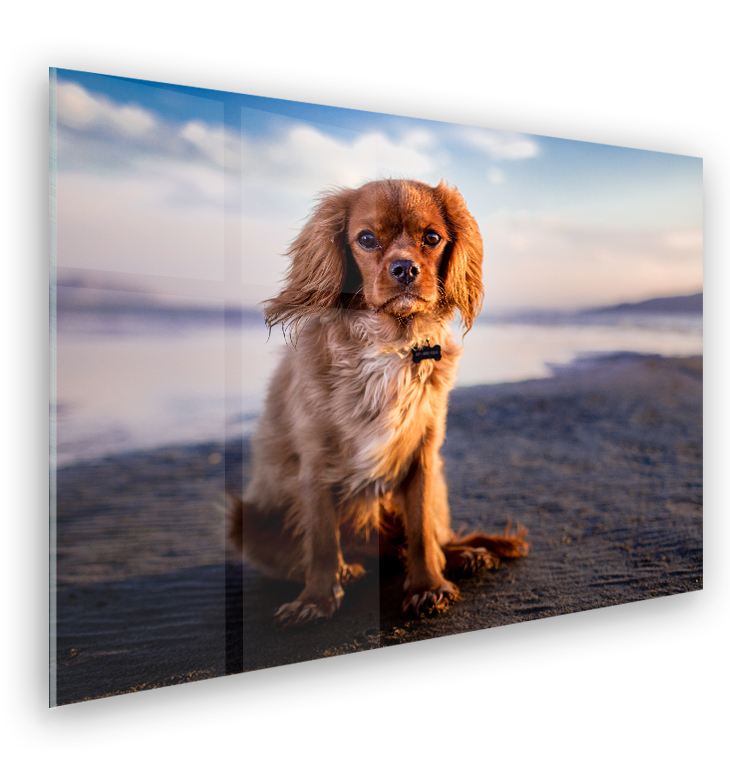 Foto op aluminium 100x70 cm