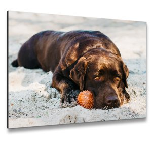 Foto op aluminium 60x40 cm