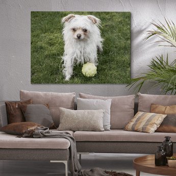 Photo sur toile