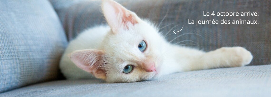 Un cadeau photo de votre animal domestique