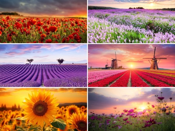 Sous main bureau Fleurs