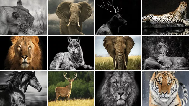 Toile Animaux