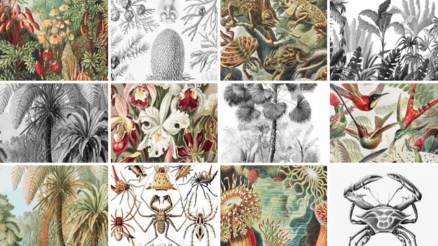 Toile Ernst Haeckel