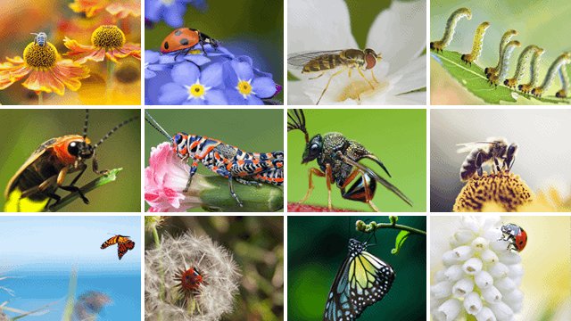 Posters de jardin avec insectes