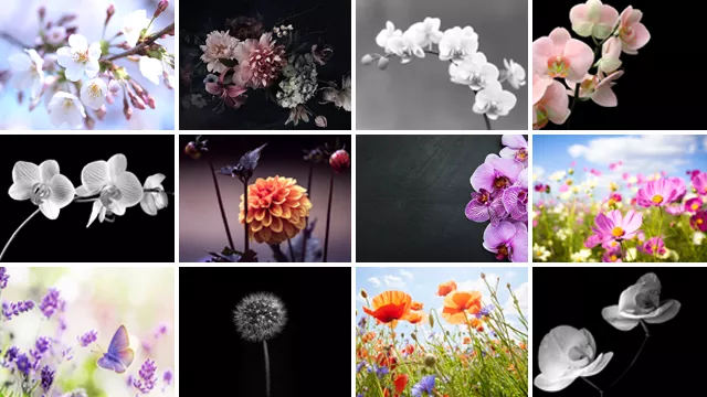 Fond de hotte fleurs