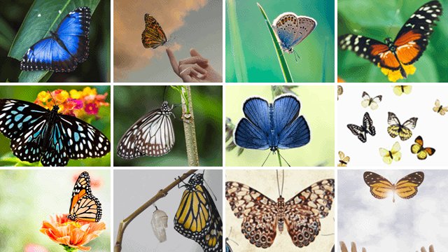 Posters de jardin avec papillons