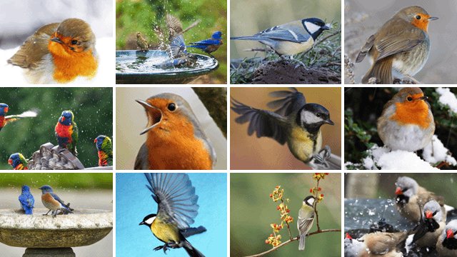 Posters de jardin avec oiseaux