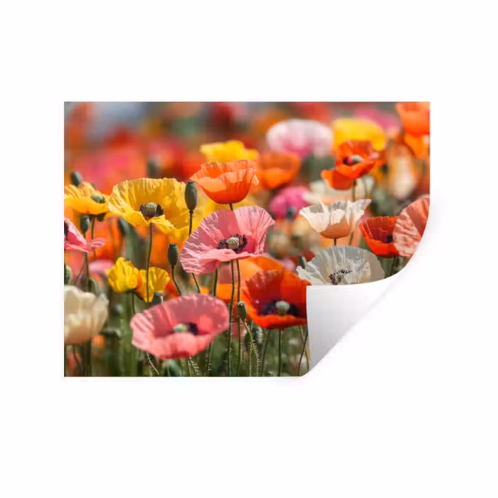 Sticker mural - Champ de fleurs - coquelicots - coloré