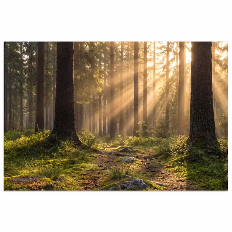 Affiche - Forêt - Soleil - Herbe — 1