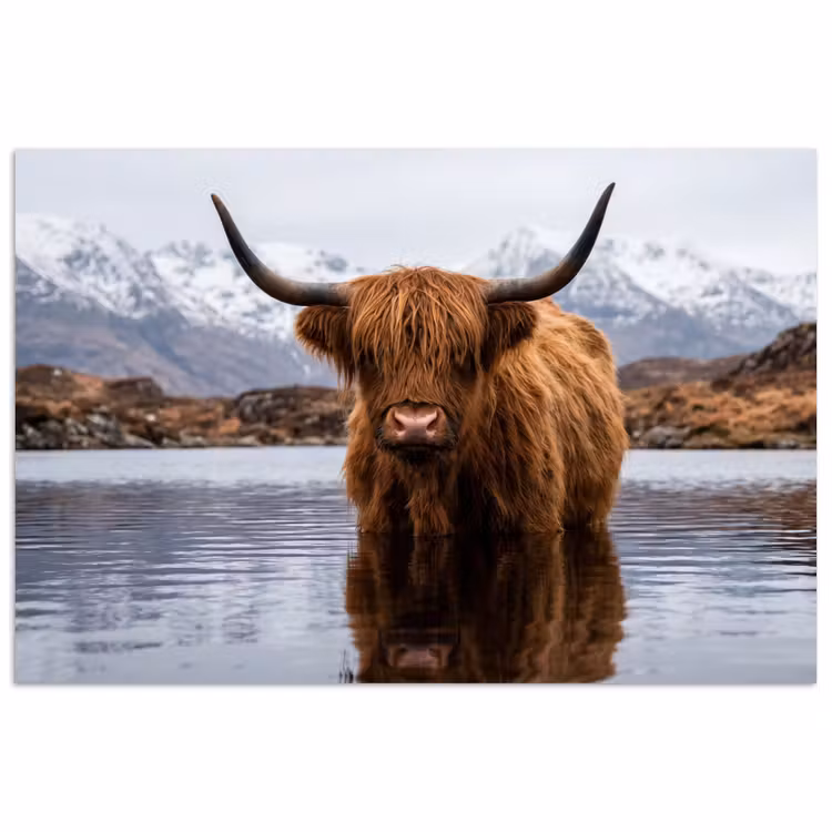 Affiche - Highlander écossais - Marron - Eau — 1