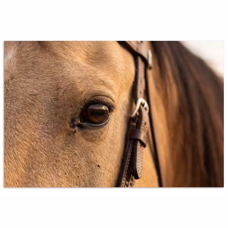 Affiche - Cheval - Oeil - Marron — 1