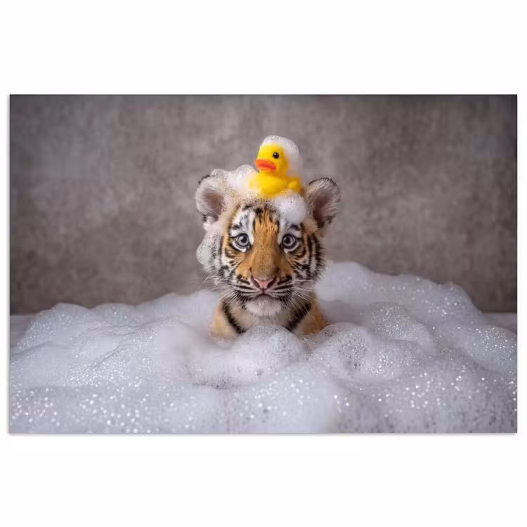 Affiche - Cub - Bain - Jaune — 1