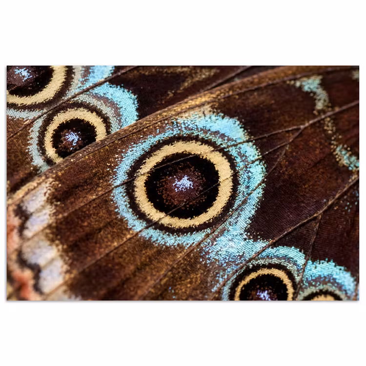 Affiche - Ailes - Papillon - Bleu — 1