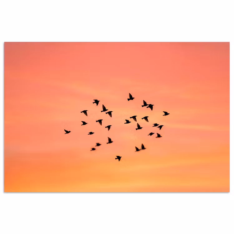 Affiche - Essaim - Oiseaux - Orange — 1