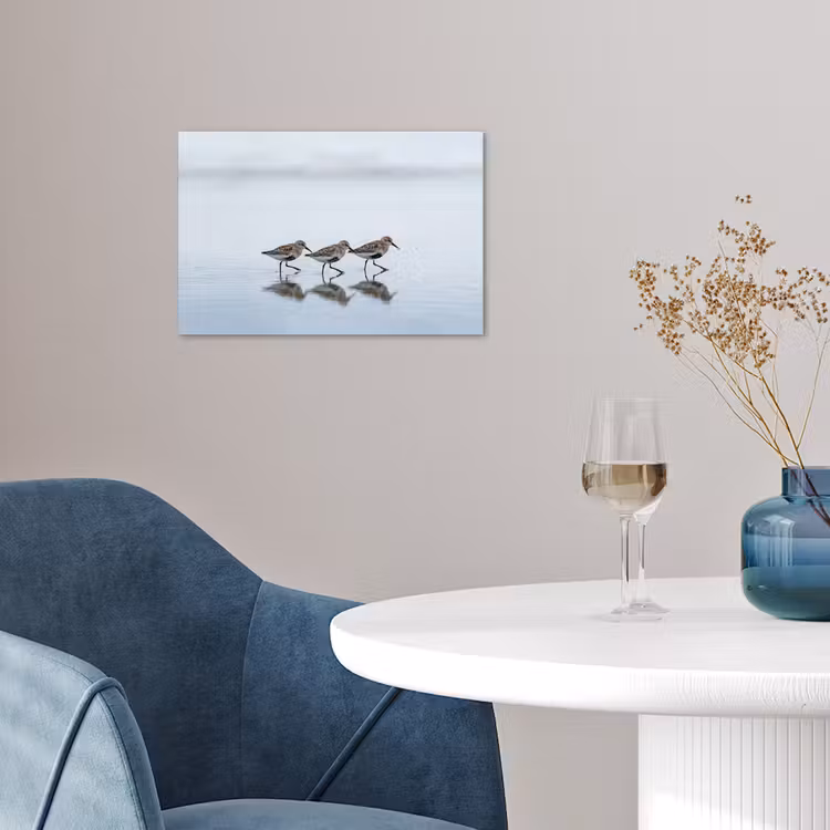 Affiche - Oiseaux - Eau - Gris — 4