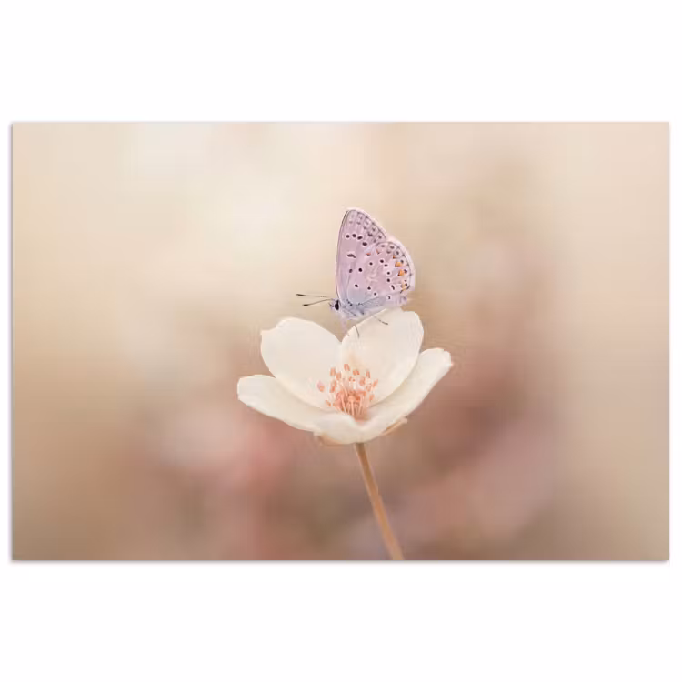 Affiche - Papillon - Fleur - Bleu — 1