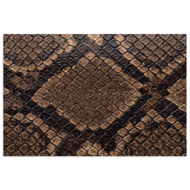 Affiche - Python - Écailles - Bronze — 1