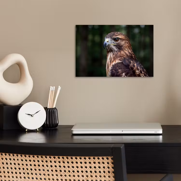 Affiche - Buse - Rapace - Nature - Marron — 2