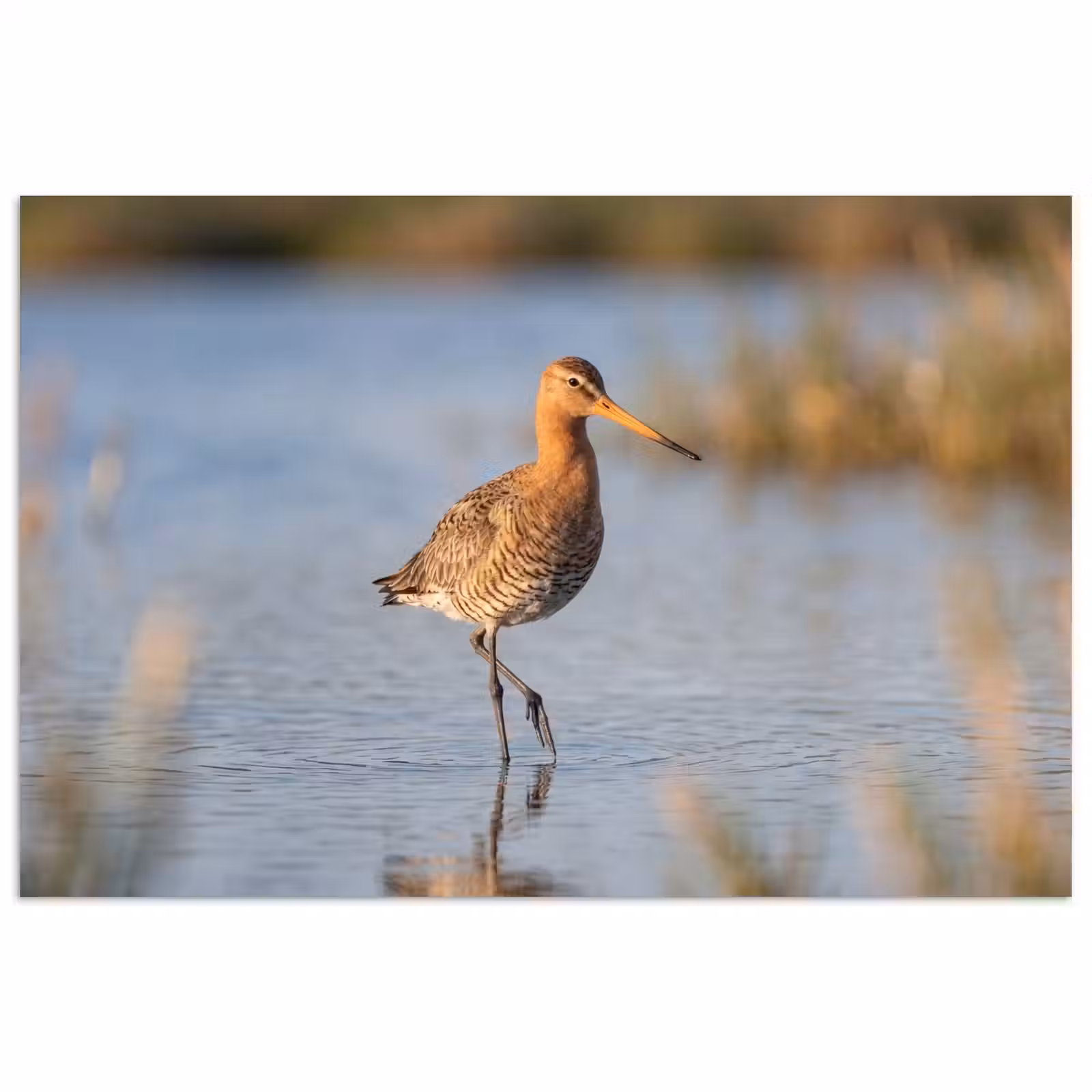 Affiche - Oiseau - Échasse - Eau - Nature — 1