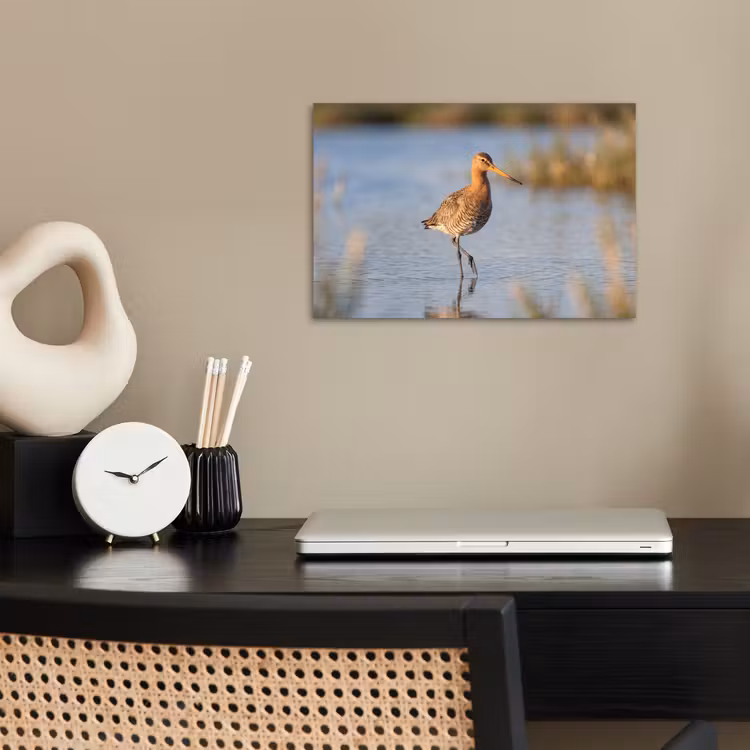 Affiche - Oiseau - Échasse - Eau - Nature — 2