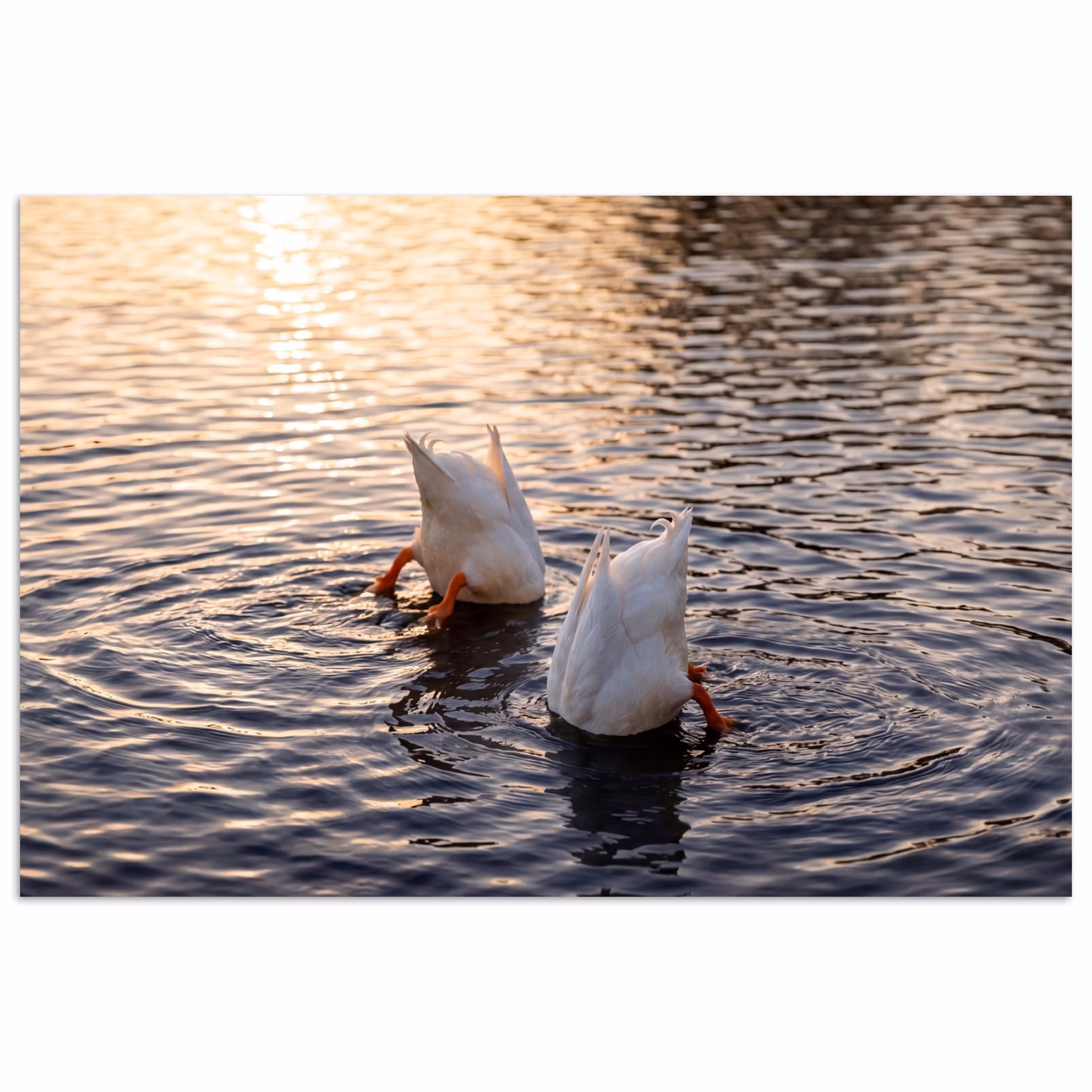 Affiche - Canards - Eau - Nature — 1