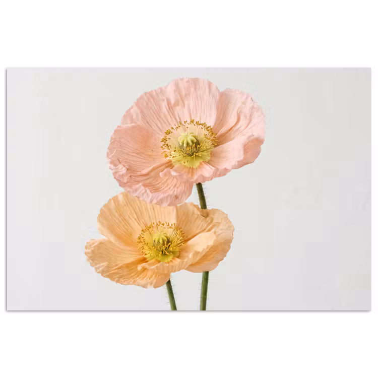 Affiche - Coquelicots - Botanique - Rose — 1