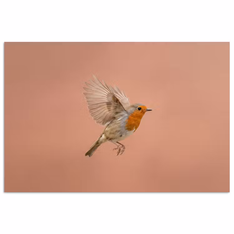 Affiche - Robin - Nature - Rose — 1