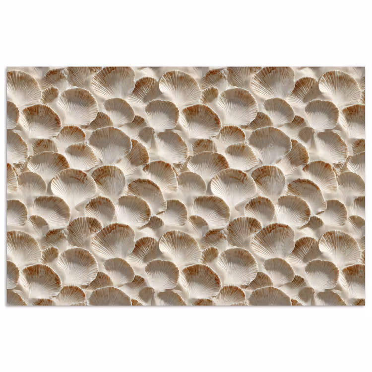 Affiche - Coquilles - Forme d'éventail - Blanc — 1