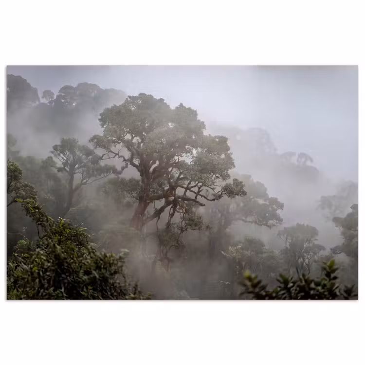 Affiche - Arbre - Brume - Forêt - Vert - Nature — 1