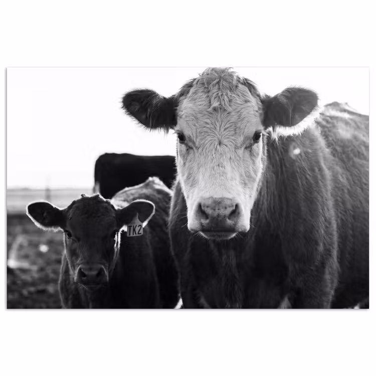 Affiche - Vaches - Noir et blanc — 1