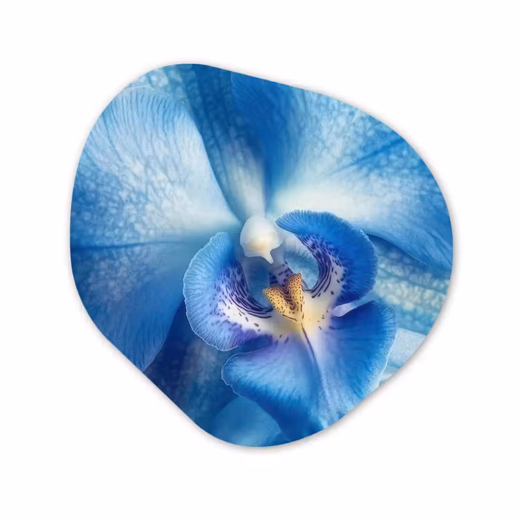 Forme organique - Forex - Bleu - Orchidée - Élégante — 1
