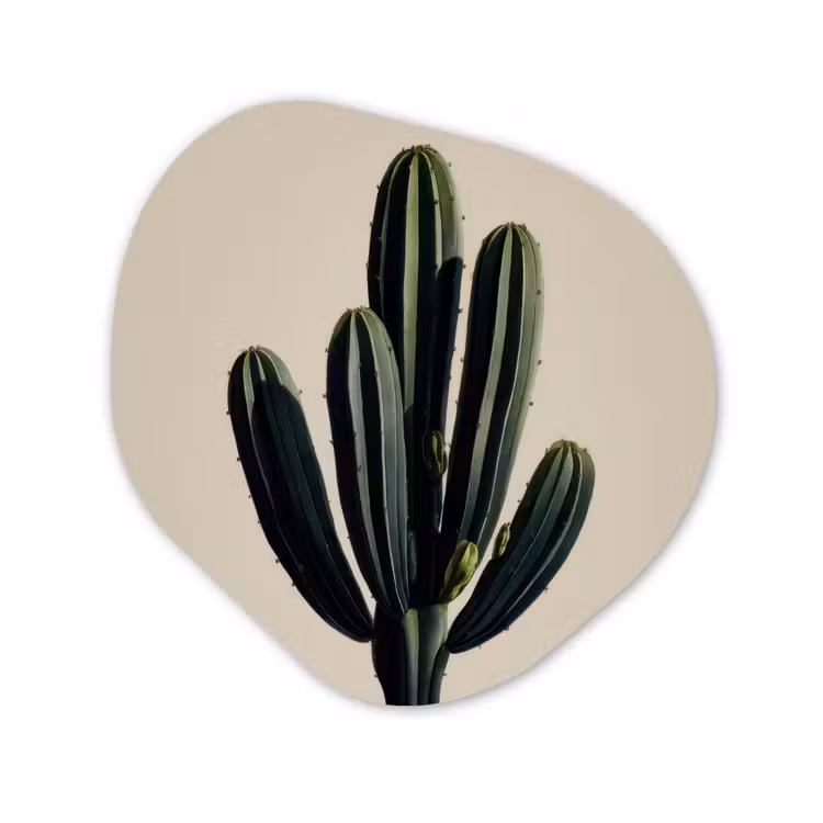Forme organique - Forex - Cactus - Subtil - Vert — 1