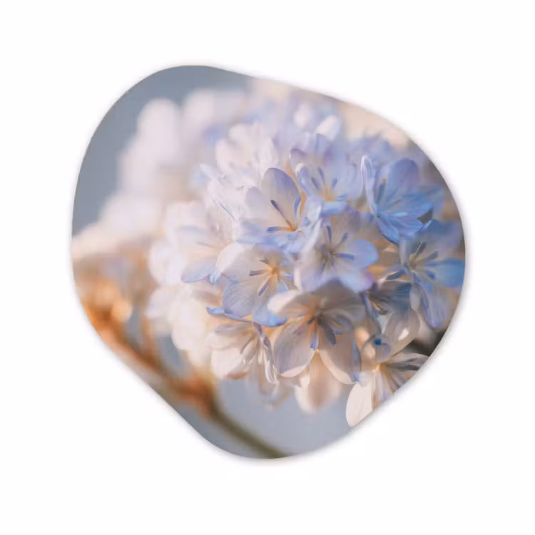 Forme organique - Forex - Fleurs - Bleu clair - Flou - Grappes — 1