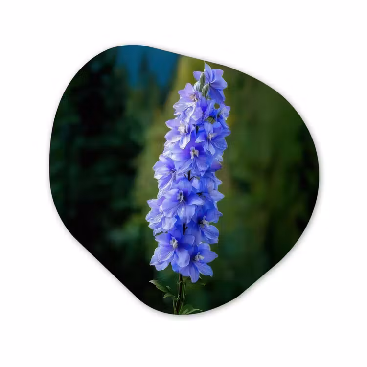 Forme organique - Forex - Fleurs - Bleu - Pin — 1