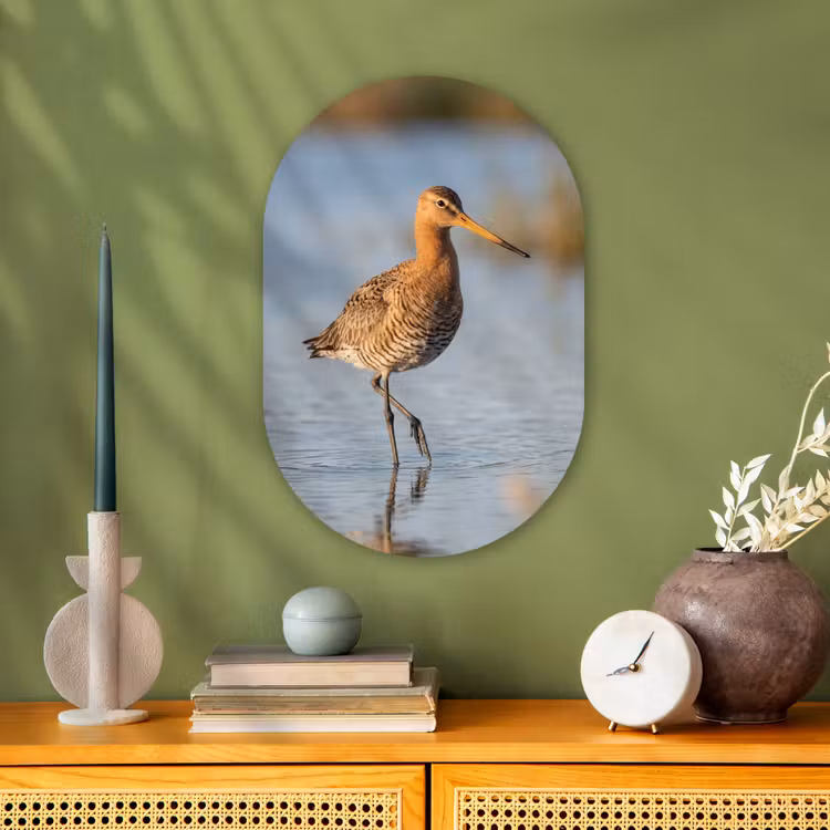 Murale ovale - Forex - Oiseau - Échasse - Eau - Nature — 2