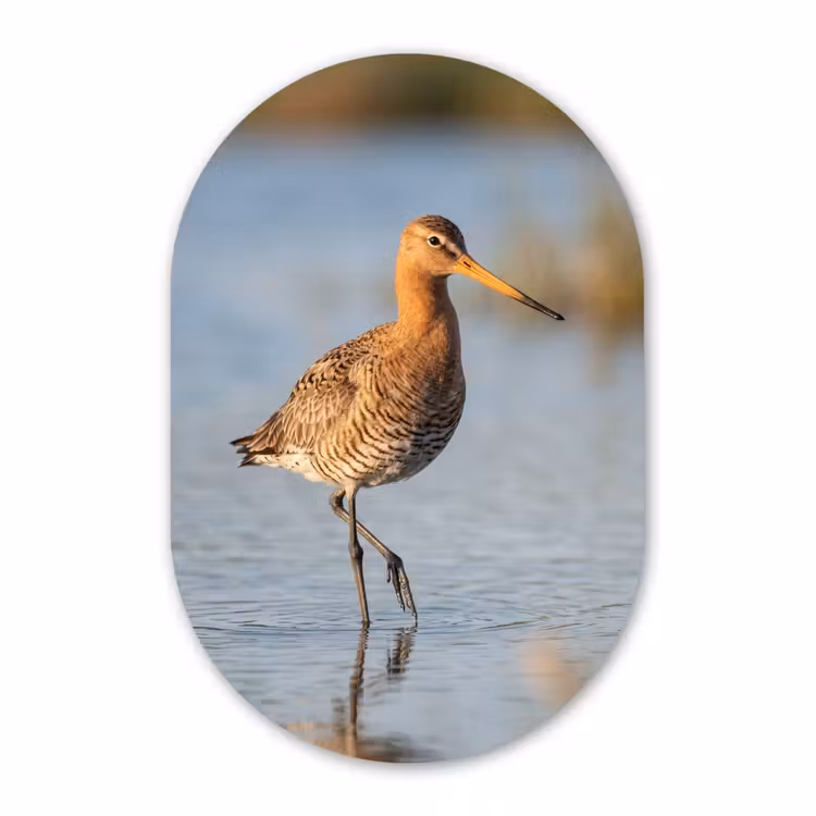 Murale ovale - Forex - Oiseau - Échasse - Eau - Nature — 3