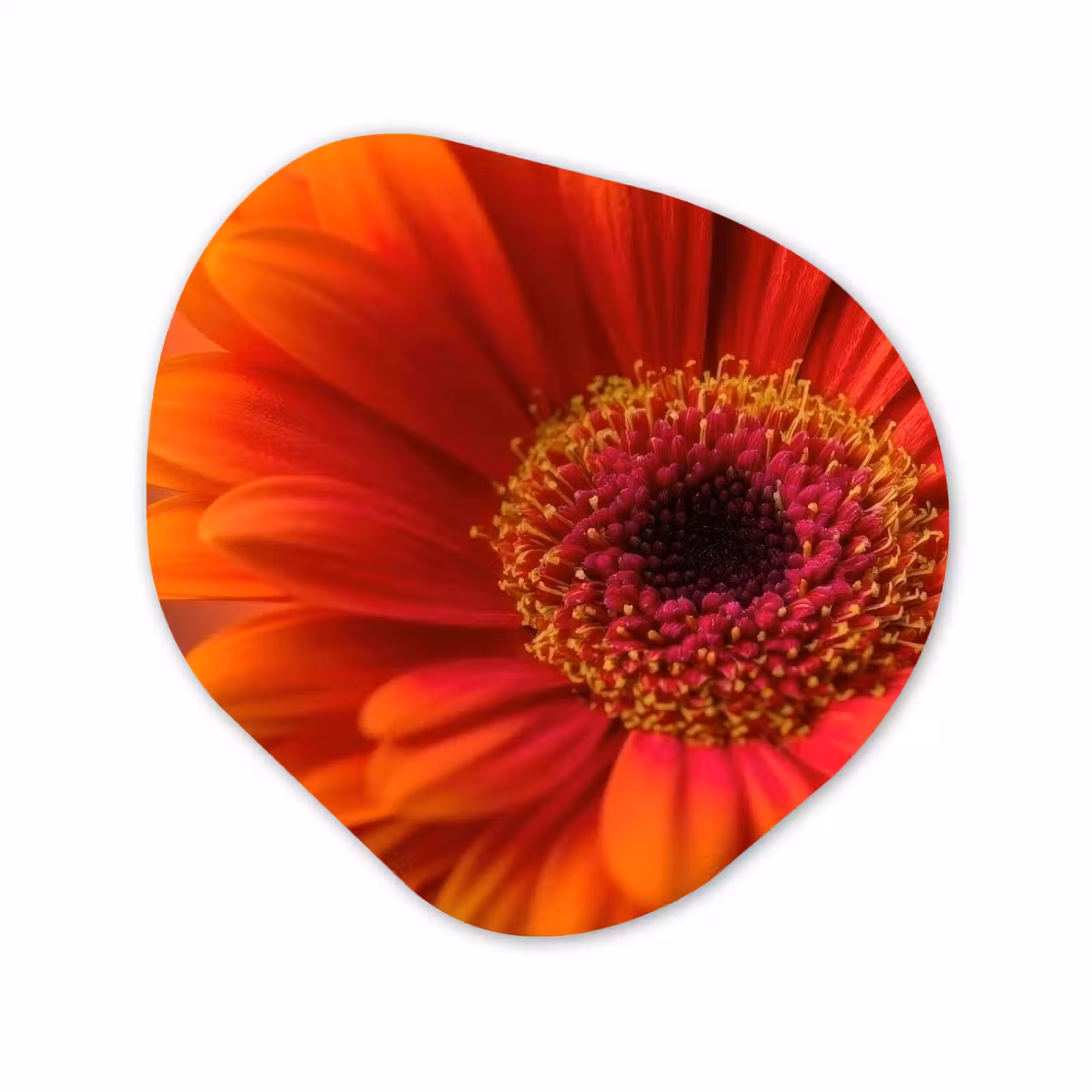 Forme organique - Forex - Orange - Gerbera - Intense — 1