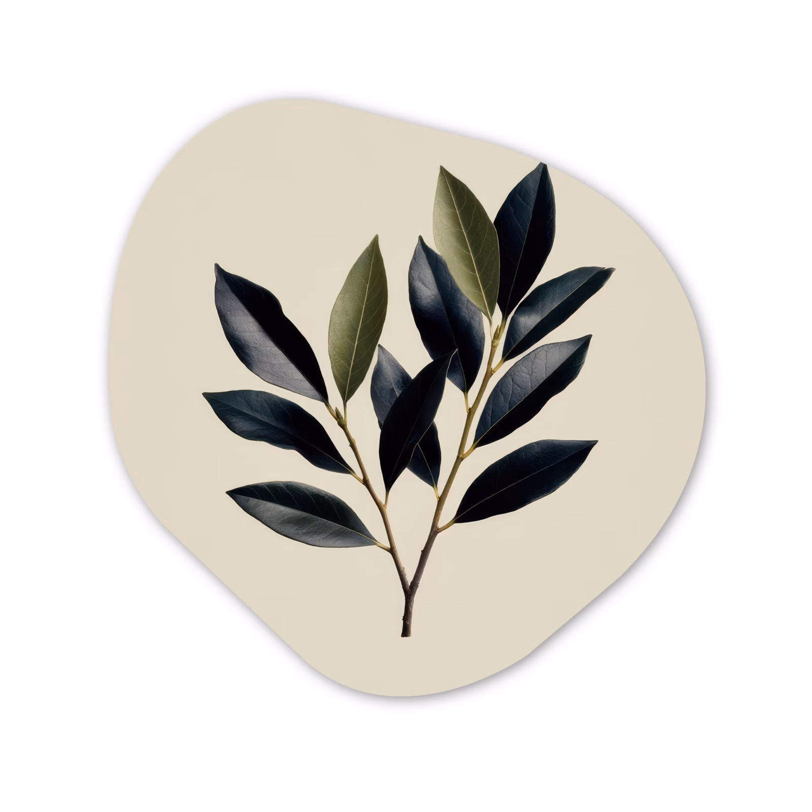 Forme organique - Forex - Ovale - Vert olive - Simple — 1