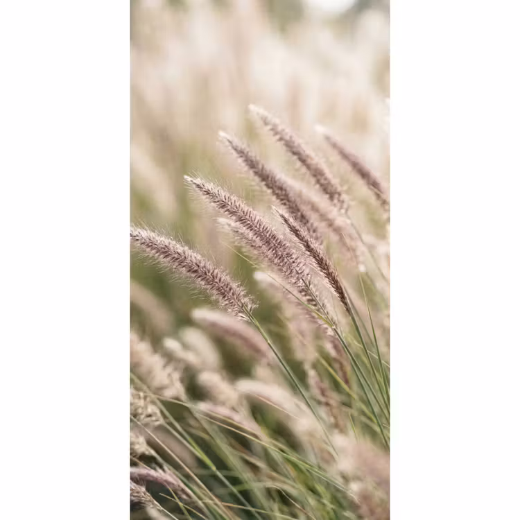 Papier peint - Herbe - Gros plan - Vert — 2