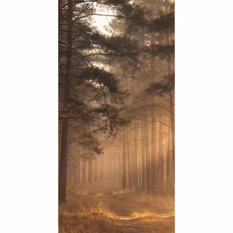 Papier peint - Forêt - Brouillard - Soleil — 2
