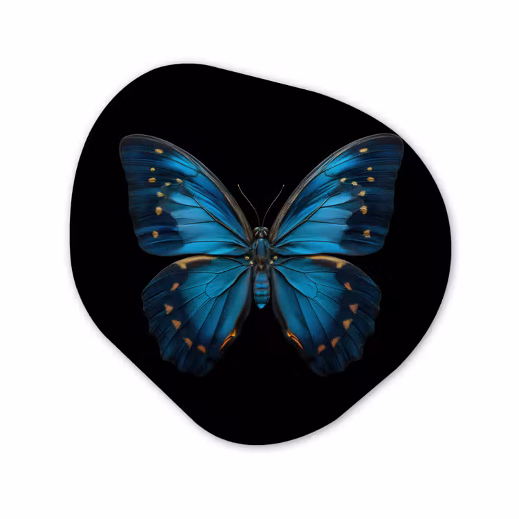 Forme organique - Forex - Papillon - Bleu - Contraste — 1