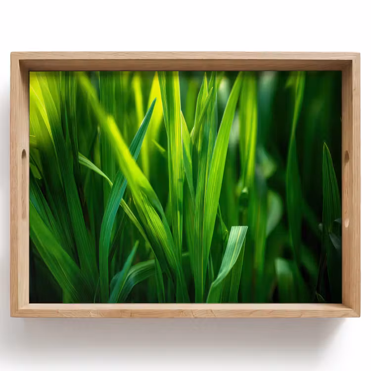 Plateau - Lames d'herbe - Léger - Vert — 1