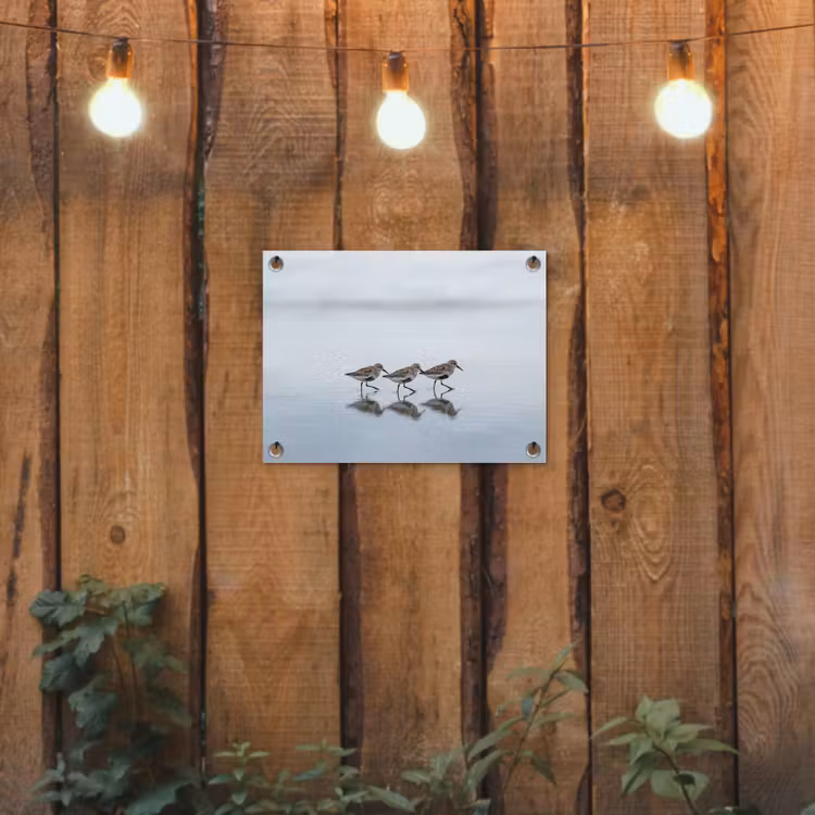 Poster d'extérieur - Oiseaux - Eau - Gris — 2