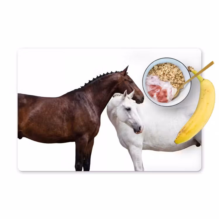 Set de table - Cheval - Moderne - Equilibre — 1