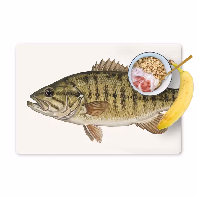 Set de table - Poisson - Nature - Vintage — 1