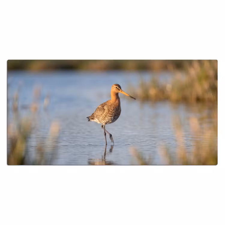Sous main bureau - Oiseau - Échasse - Eau - Nature — 2