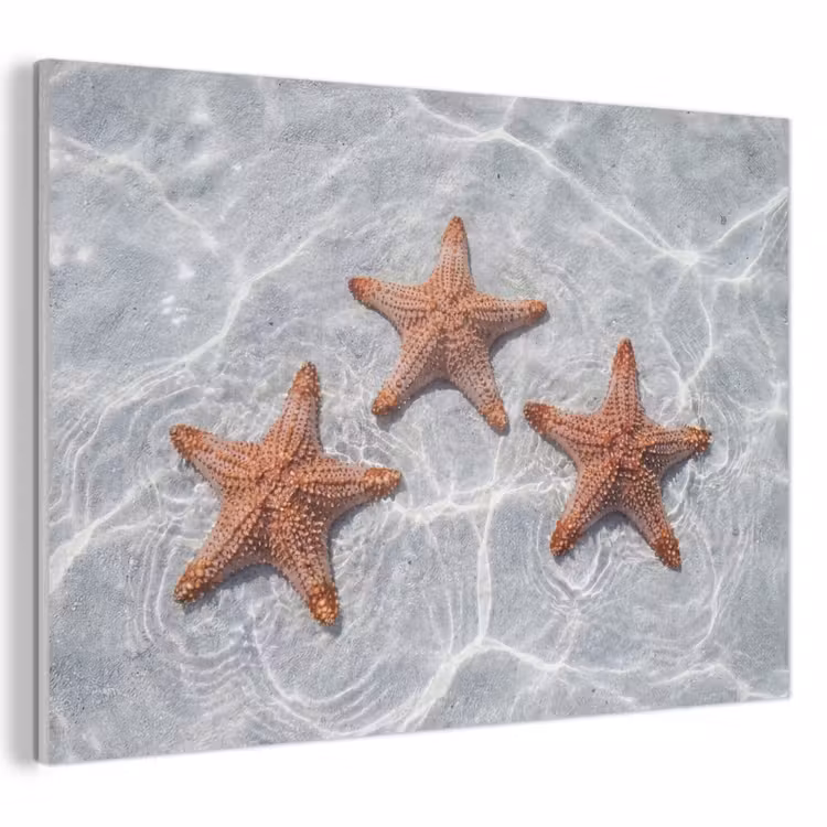 Tableau acoustique - Étoile de mer - Eau - Clair — 1