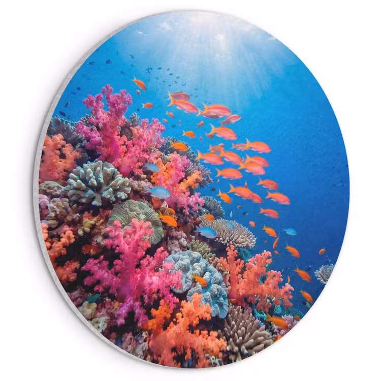 Tableau acoustique en feutre PET - Sous-marin - Récif de corail - Poissons - Océan - Nature — 1