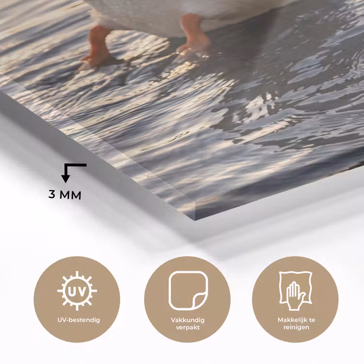 Tableau en verre - Canards - Eau - Nature — 3